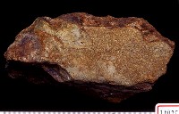 藏品(肢骨碎塊)的圖片